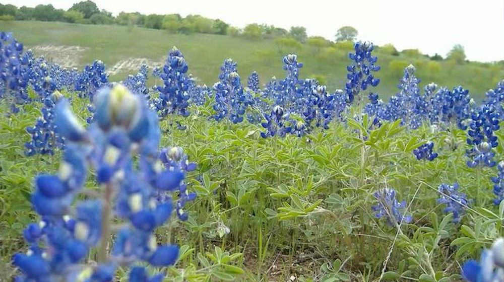 lupine blauw planten  winterklaar