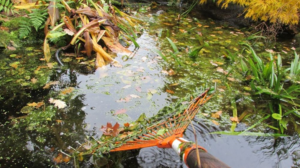 najaar étang automne entretien