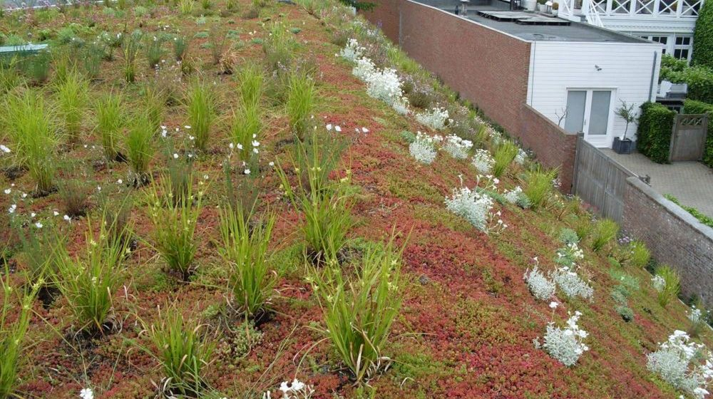 biodiversiteit groendak