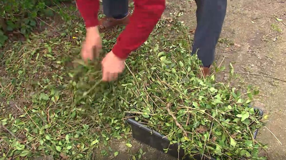 groen afvalcompost kwaliteit